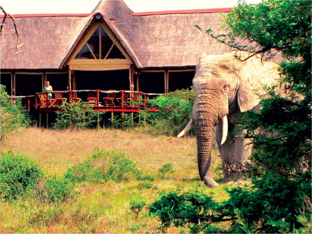 Bush Lodge - Amakhala Game Reserve Exterior photo